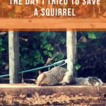 Save a Squirrel - Pin