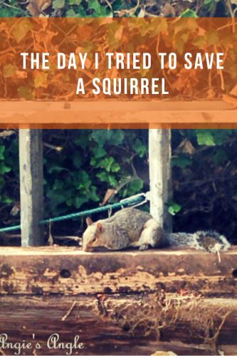 Save a Squirrel - Pin
