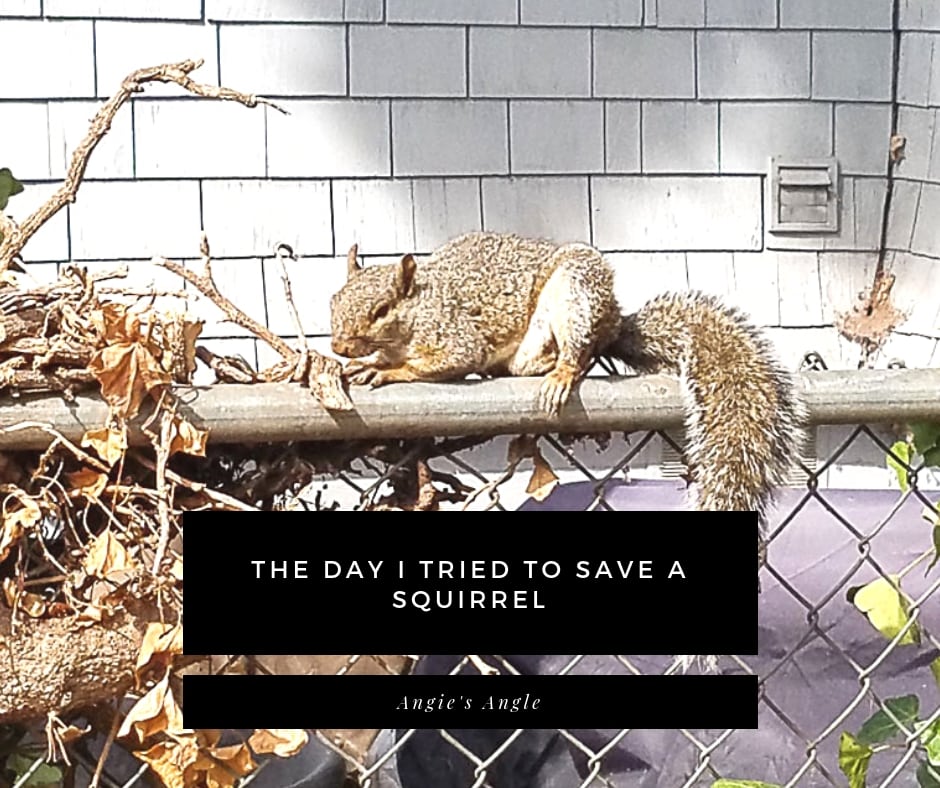 Save a Squirrel - facebook