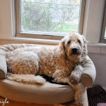 2018 Catch the Moment 365 Week 44 - Day 305 - Turkey in Roxys Bed