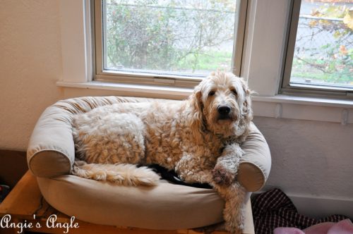 2018 Catch the Moment 365 Week 44 - Day 305 - Turkey in Roxys Bed