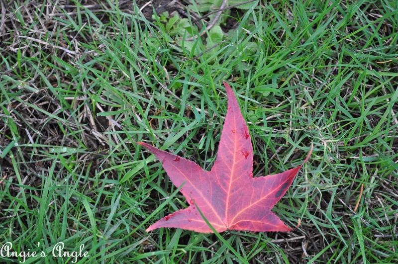 2018 Catch the Moment 365 Week 44 - Day 306 - Pretty Leaf