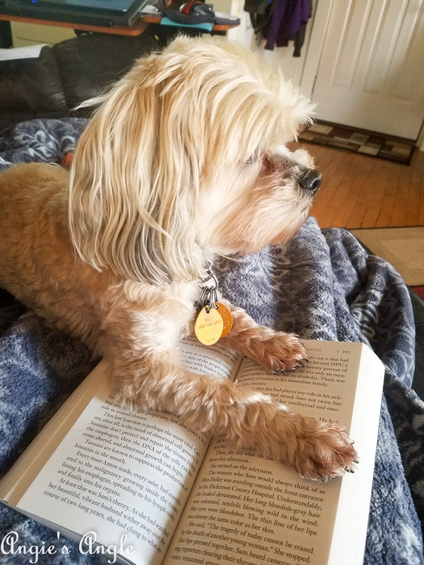 2018 Catch the Moment 365 Week 45 - Day 309 - Roxy Helping Me Read