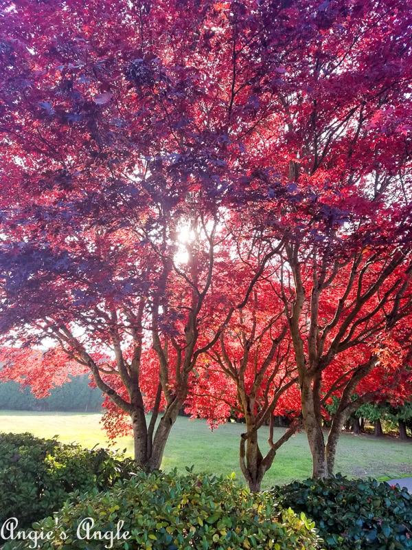 2018 Catch the Moment 365 Week 46 - Day 319 - Fall Tree with Sun