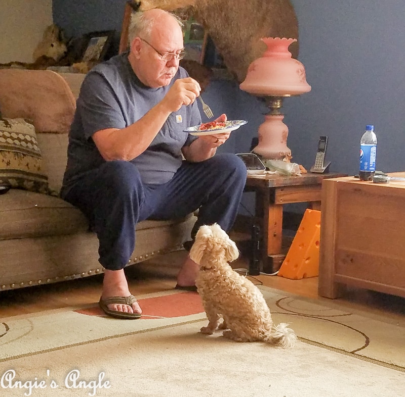 2018 Catch the Moment 365 Week 48 - Day 336 - Roxy begs George