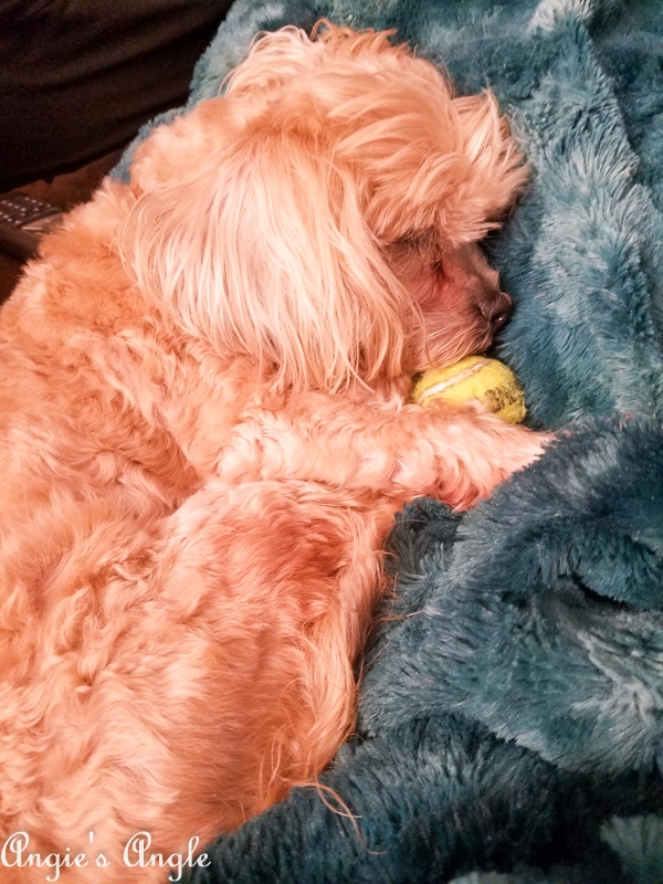 2018 Catch the Moment 365 Week 50 - Day 348 - Roxy Sleeping with her Ball