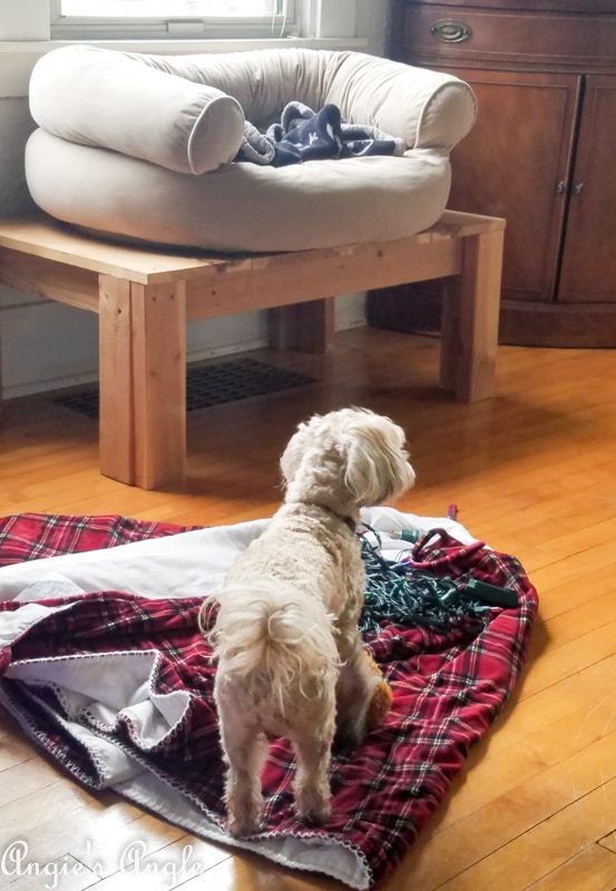 2018 Catch the Moment 365 Week 50 - Day 349 - Roxy Loves the Tree Skirt