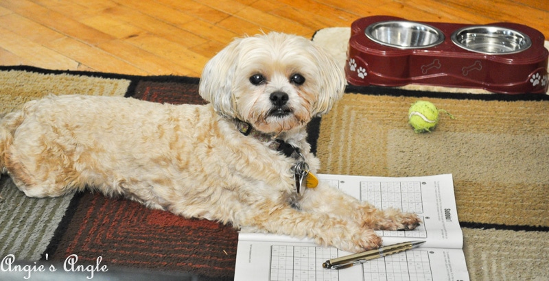 2018 Catch the Moment 365 Week 51 - Day 352 - Roxy Working on a Puzzle Book