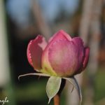 2018 Catch the Moment 365 Week 51 - Day 355 - Winter Rose