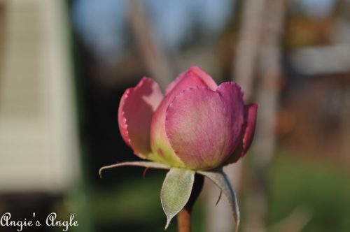 2018 Catch the Moment 365 Week 51 - Day 355 - Winter Rose