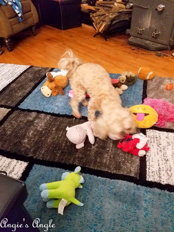 2019 Catch the Moment 365 Week 5 - Day 31 - Roxy and Many Toys