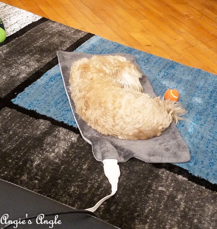 2019 Catch the Moment 365 Week 5 - Day 35 - Roxy Steals Heating Pad