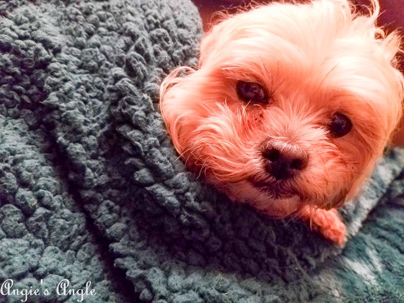 2019 Catch the Moment 365 Week 7 - Day 43 - Roxy Cuddled