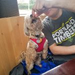 2019 Catch the Moment 365 Week 7 - Day 49 - Spoiled Roxy at Brickhouse