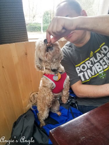 2019 Catch the Moment 365 Week 7 - Day 49 - Spoiled Roxy at Brickhouse