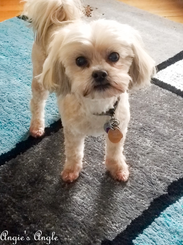 2019 Catch the Moment 365 Week 8 - Day 50 - Groomed Roxy