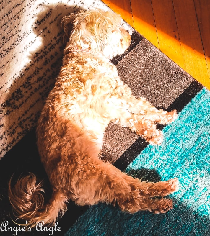 2019 Catch the Moment 365 Week 12 - Day 78 - Sun Bathing Roxy Girl