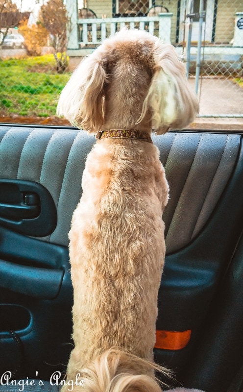2019 Catch the Moment 365 Week 12 - Day 79 - Car Window Time