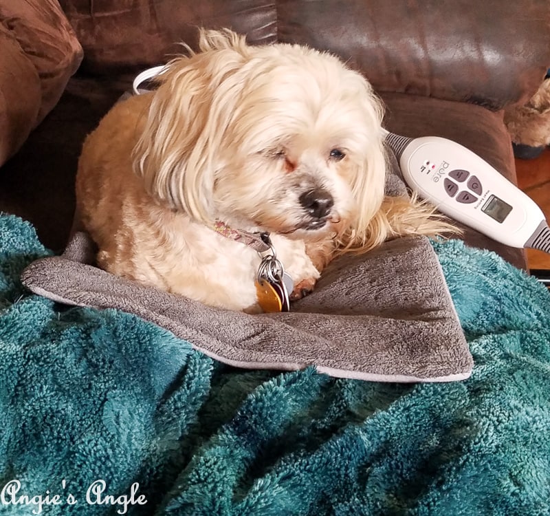 2019 Catch the Moment 365 Week 12 - Day 80 - Roxy Steals Heating Pad