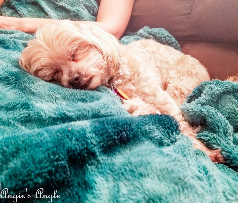 2019 Catch the Moment 365 Week 9 - Day 60 - Cuddly Cute Roxy