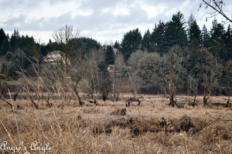 Salmon Creek Greenway Trail January-11