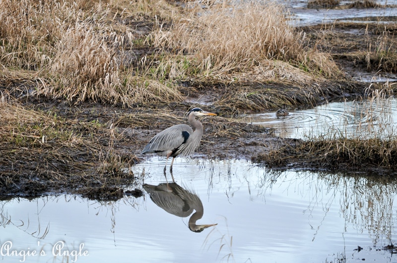 Salmon Creek Greenway Trail January-15