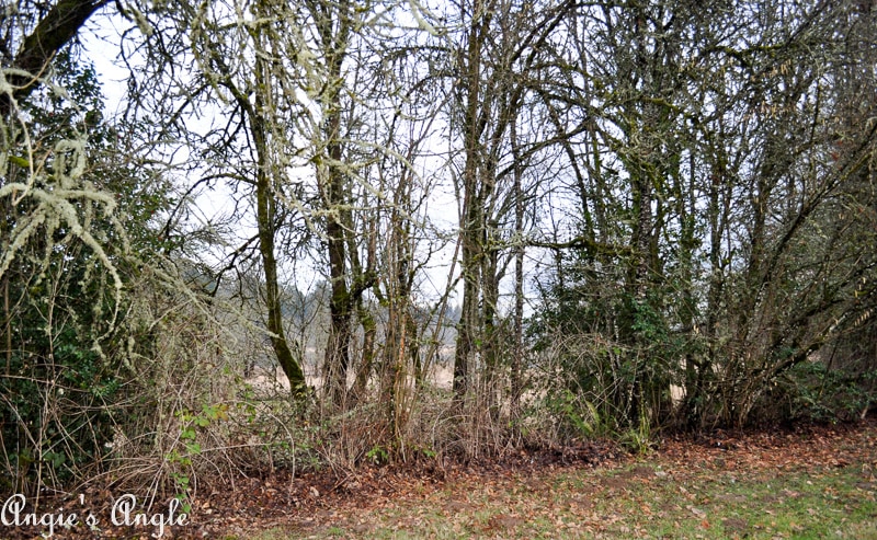 Salmon Creek Greenway Trail January-2