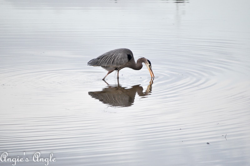 Salmon Creek Greenway Trail January-39