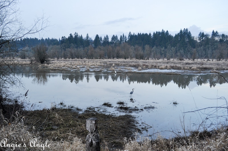 Salmon Creek Greenway Trail January-53