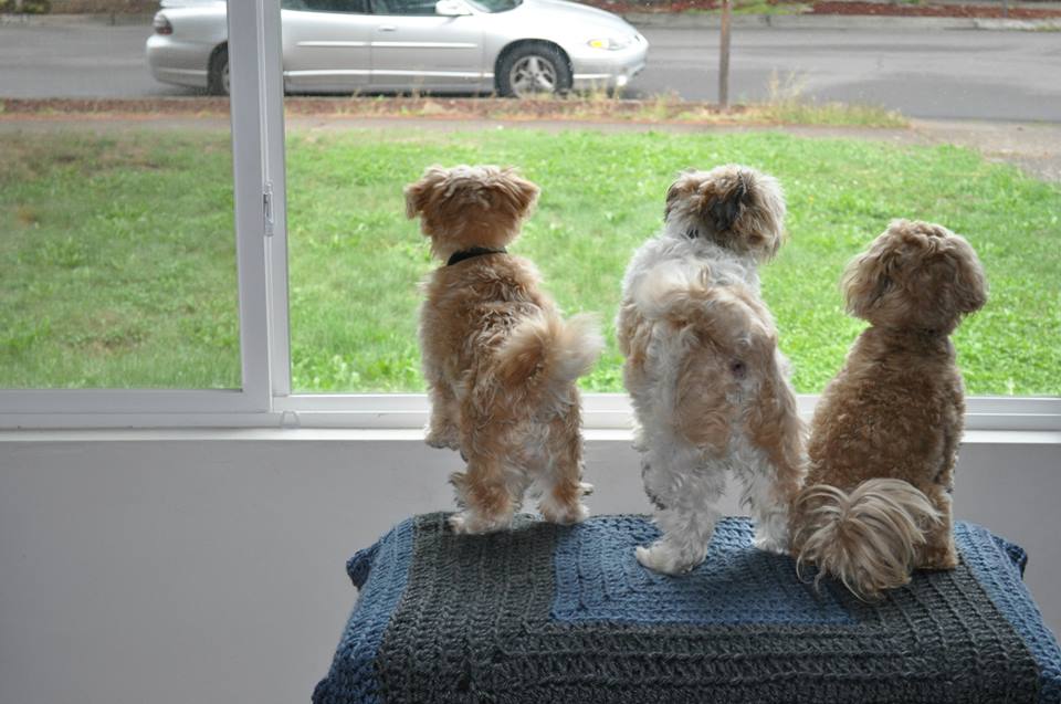 Three Doggy Cousins 2 - Doggy Heart Murmur