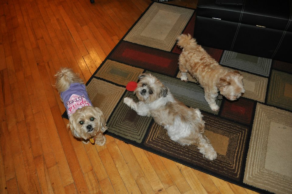 Three Doggy Cousins - Doggy Heart Murmur