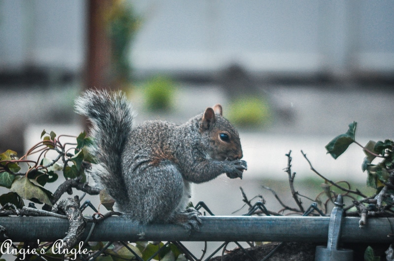 2019 Catch the Moment 365 Week 13 - Day 87 - Squirrel Cutie