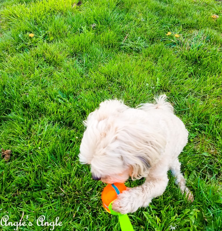 2019 Catch the Moment 365 Week 13 - Day 89 - Roxy Says Give Me the ChuckIt