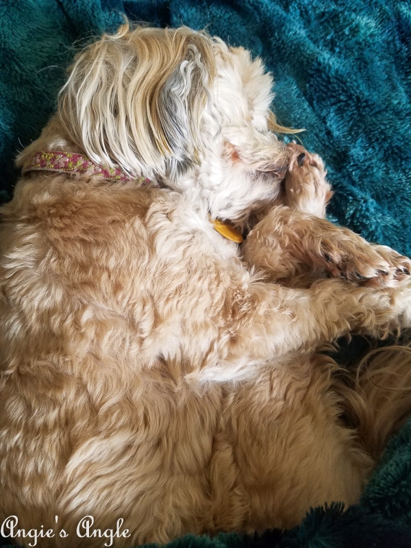 2019 Catch the Moment 365 Week 14 - Day 92 - Feet Up Roxy