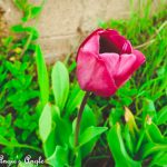 2019 Catch the Moment 365 Week 15 - Day 105 - Backyard Tulip