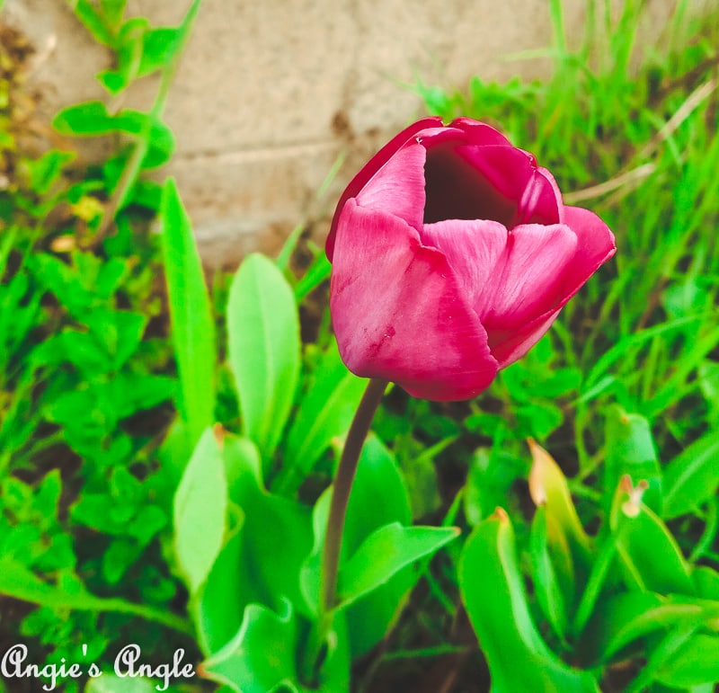 2019 Catch the Moment 365 Week 15 - Day 105 - Backyard Tulip