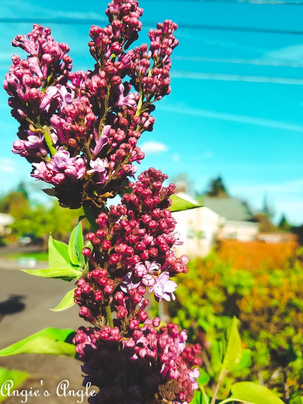 2019 Catch the Moment 365 Week 16 - Day 107 - Lilacs Popping