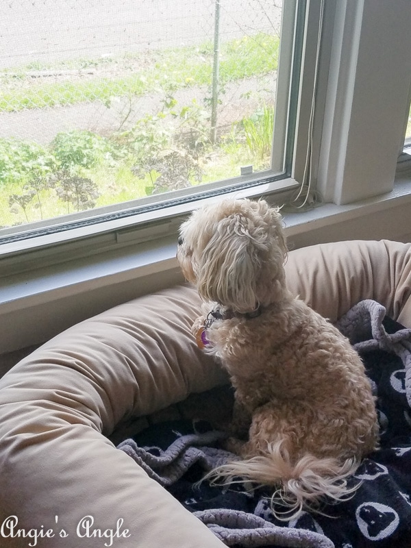 2019 Catch the Moment 365 Week 16 - Day 110 - Roxy Neighborhood Watch