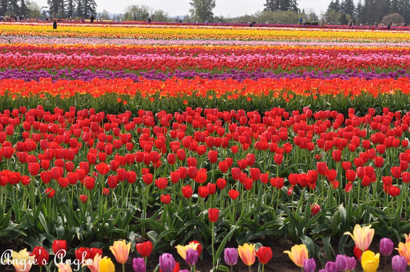 2019 Catch the Moment 365 Week 16 - Day 112 - Field of Tulips