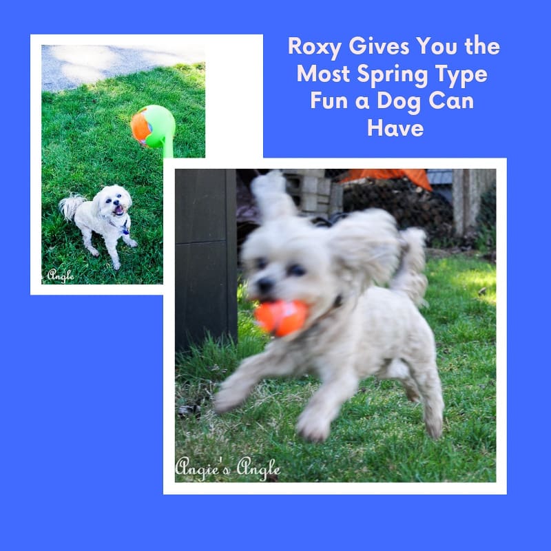 Roxy Gives You the Most Spring Type Fun a Dog Can Have