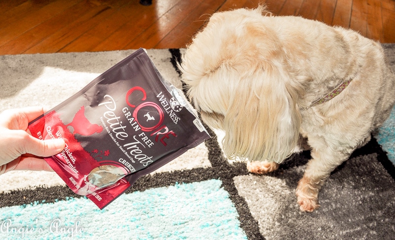 2019 Catch the Moment 365 Week 18 - Day 122 - Roxy Sniffs the Treats