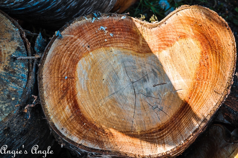 2019 Catch the Moment 365 Week 18 - Day 125 - Heart Shaped Log