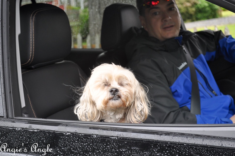 2019-Catch-the-Moment-365-Week-20-Day-134-Roxy-Says-Get-Back-In