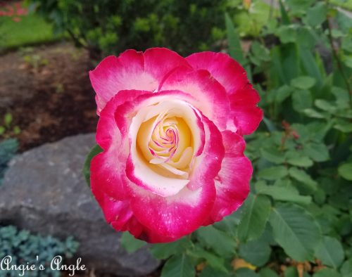 2019-Catch-the-Moment-365-Week-20-Day-140-Pretty-Rose