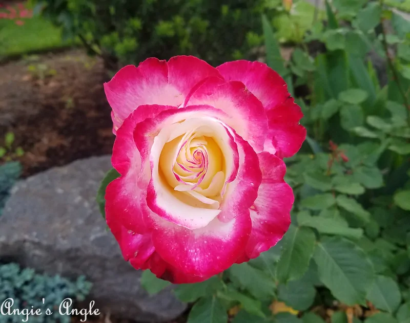 2019-Catch-the-Moment-365-Week-20-Day-140-Pretty-Rose