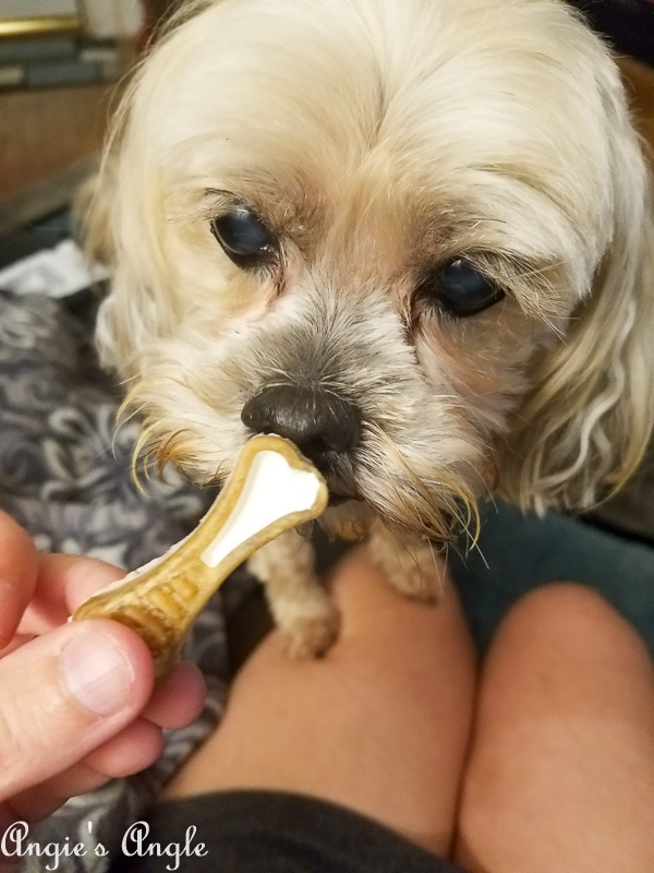 2019-Catch-the-Moment-365-Week-23-Day-157-Roxy-and-Dental-Chew