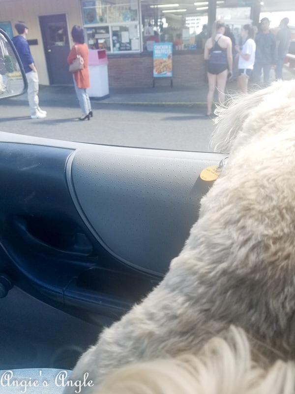 2019-Catch-the-Moment-365-Week-23-Day-159-Roxy-at-Dairy-Queen