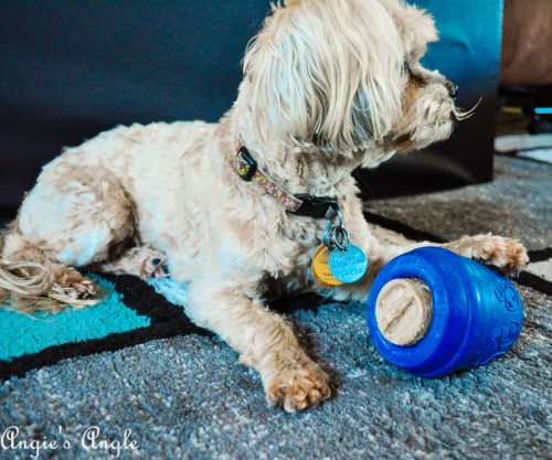 2019-Catch-the-Moment-365-Week-24-Day-165-Roxy-Paw-on-the-TwistIn-Treat