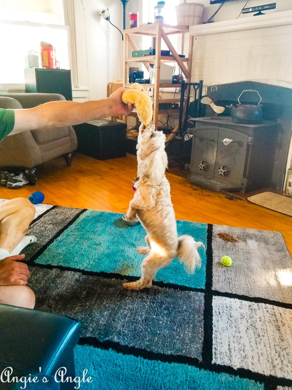 2019-Catch-the-Moment-365-Week-24-Day-166-Playing-Roxy-TRex