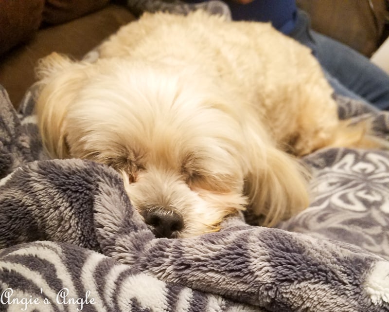 2019-Catch-the-Moment-365-Week-25-Day-171-Sweet-Roxy